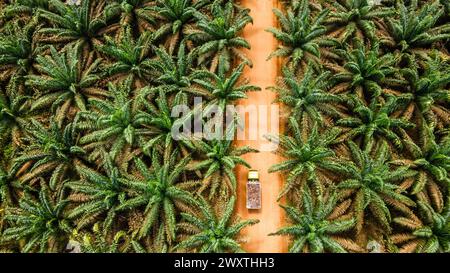 Ausgedehnte landwirtschaftliche Landschaft der Palmölindustrie in Borneo. Luftaufnahme, die den Maßstab der Plantage zeigt. Stockfoto