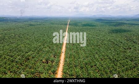 Ausgedehnte landwirtschaftliche Landschaft der Palmölindustrie in Borneo. Luftaufnahme, die den Maßstab der Plantage zeigt. Stockfoto