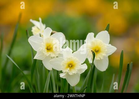 Narzissen, Narzissen Blüten mit Blättern, Nahaufnahme. Volle Blüte. Unscharfer, farbenfroher Hintergrund. Ziergarten, Park Nove Mesto nad Vahom, Slowakei Stockfoto