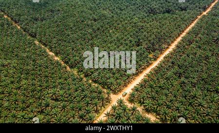 Ausgedehnte landwirtschaftliche Landschaft der Palmölindustrie in Borneo. Luftaufnahme, die den Maßstab der Plantage zeigt. Stockfoto