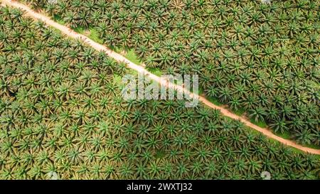 Ausgedehnte landwirtschaftliche Landschaft der Palmölindustrie in Borneo. Luftaufnahme, die den Maßstab der Plantage zeigt. Stockfoto