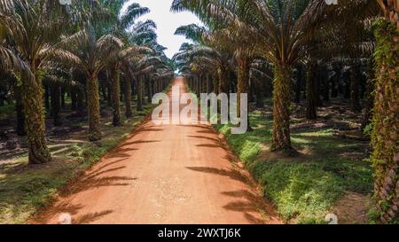 Atmosphäre der Ölpalmenplantagen in West-Kalimantan Stockfoto