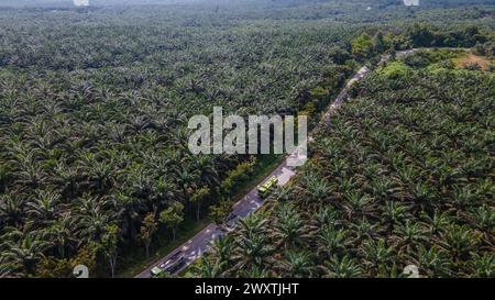 Ausgedehnte landwirtschaftliche Landschaft der Palmölindustrie in Borneo. Luftaufnahme, die den Maßstab der Plantage zeigt. Stockfoto