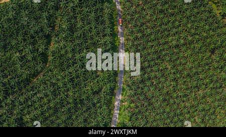 Ausgedehnte landwirtschaftliche Landschaft der Palmölindustrie in Borneo. Luftaufnahme, die den Maßstab der Plantage zeigt. Stockfoto