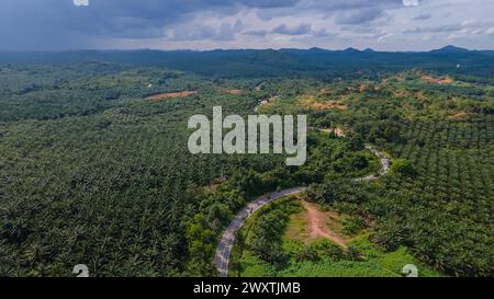 Ausgedehnte landwirtschaftliche Landschaft der Palmölindustrie in Borneo. Luftaufnahme, die den Maßstab der Plantage zeigt. Stockfoto