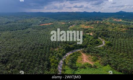 Ausgedehnte landwirtschaftliche Landschaft der Palmölindustrie in Borneo. Luftaufnahme, die den Maßstab der Plantage zeigt. Stockfoto