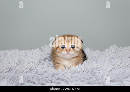 Schottisches Faltkätzchen, rot gestreift, 1 Monat alt, sitzt auf einem grauen Pelzteppich Stockfoto