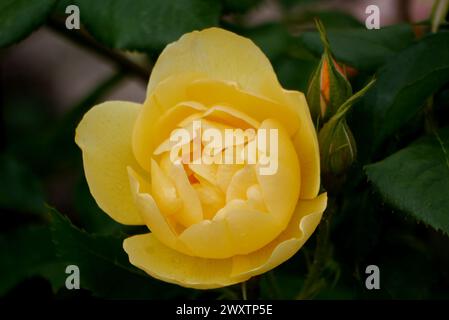 Einzelne gelbe David Austin Rosa „Molineux“ Rose, die im Rosengarten von Lowther Castle im Lake District National Park, Cumbria, England, Großbritannien angebaut wird. Stockfoto
