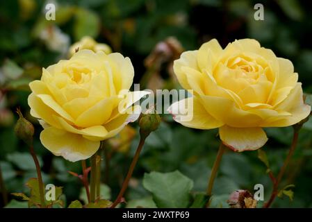 Ein Paar gelbe David Austin Rosa „Molineux“ Rosen, die im Rosengarten von Lowther Castle, Lake District National Park, Cumbria, England, Großbritannien angebaut werden. Stockfoto