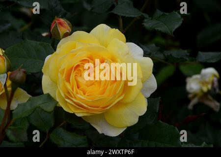 Einzelne gelbe David Austin Rosa „Molineux“ Rose, die im Rosengarten von Lowther Castle im Lake District National Park, Cumbria, England, Großbritannien angebaut wird. Stockfoto