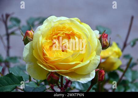 Einzelne gelbe David Austin Rosa „Molineux“ Rose, die im Rosengarten von Lowther Castle im Lake District National Park, Cumbria, England, Großbritannien angebaut wird. Stockfoto