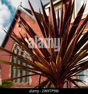 Bronzeblattpalme vor einer Kirche in Cullercoats, North Tyneside Stockfoto