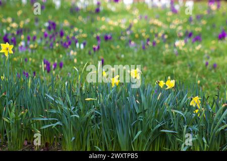 Frühlingsblumen im Garten - Narzissen und Krokus - weicher Krokus Stockfoto