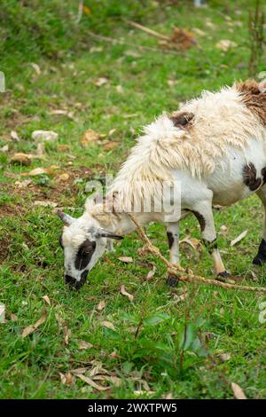 An der Rte de Kenscoff in Port-au-Prince gelegen, bietet die Ranch Le Montcel eine ruhige Flucht vor der Gewalt in der Stadt. Stockfoto