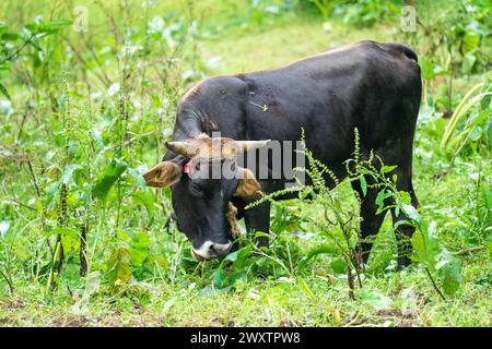 An der Rte de Kenscoff in Port-au-Prince gelegen, bietet die Ranch Le Montcel eine ruhige Flucht vor der Gewalt in der Stadt. Stockfoto