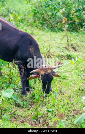 An der Rte de Kenscoff in Port-au-Prince gelegen, bietet die Ranch Le Montcel eine ruhige Flucht vor der Gewalt in der Stadt. Stockfoto