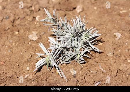 Frisch gepflanzte Lavendel oder Lavandula latifolia oder Spike Lavendel oder portugiesischer Lavendel blühend stark aromatische Strauchpflanze mit Grau Stockfoto