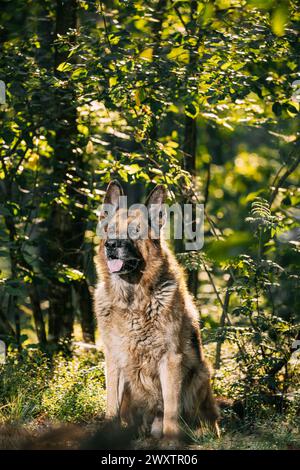 Elsässischer Wolfshund sitzt im Wald des Green Summer Park. Brauner Deutscher Schäferhund Nahaufnahme Porträt. Deutscher Schäferhund, eine fleischfressende Hunderasse, sitzt Stockfoto