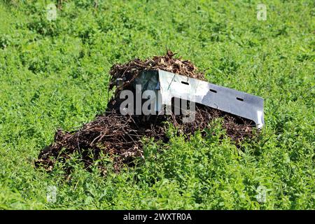 Selbstgemachter provisorischer Außenkompoststapel aus trockenen Pflanzen und kleinen Zweigen, bedeckt mit gebrochenem Gemüsekarton, umgeben von dichtem Gehölz Stockfoto