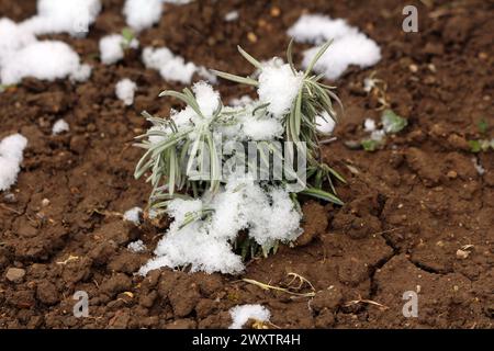 Schneebedeckter Lavendel oder Lavandula latifolia oder Spike Lavendel oder portugiesischer Lavendel blühend stark aromatische Strauchpflanze Stockfoto