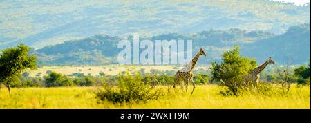 Authentische True South African Safari Erfahrung in buschfeld in einem Naturschutzgebiet Stockfoto