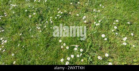 Weiße Gänseblümchen auf grünem Gras Hintergrund. Stockfoto