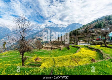 Panoramablick vom Naddi Aussichtspunkt über blumengefüllte Terrassenfelder bis zu den massiven malerischen schneebedeckten Himalaya-Dhauladhar-Bergen Stockfoto