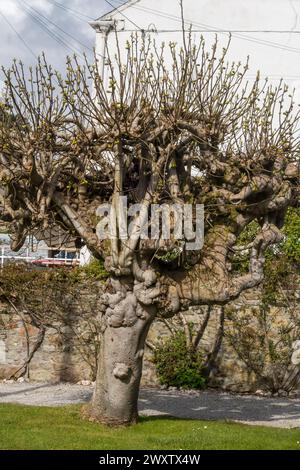 Ein alter, harter Feigenbaum (Ficus carica) in einem kornischen Garten, angebaut und (sehr ungewöhnlich) als freistehender Standardbaum geschnitten (UK) Stockfoto