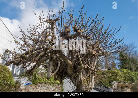 Ein alter, harter Feigenbaum (Ficus carica) in einem kornischen Garten, angebaut und (sehr ungewöhnlich) als freistehender Standardbaum geschnitten (UK) Stockfoto