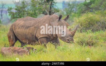 Eine nette männliche Stier White Rhino in Kruger National Park Stockfoto