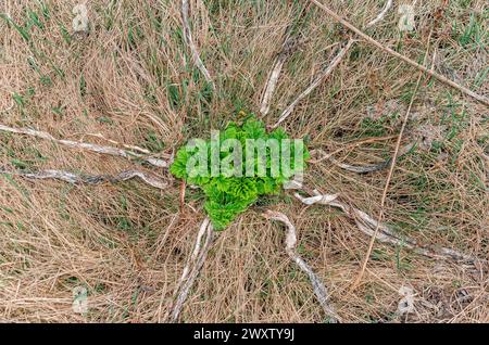 Junge Triebe der Heracleum sosnowskyi Pflanze zwischen trockenem gelbem Gras. Invasive Pflanzen, giftige Pflanzen Stockfoto