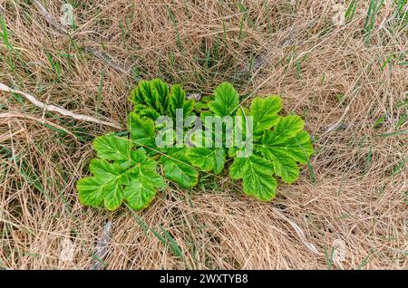 Junge Triebe der Heracleum sosnowskyi Pflanze zwischen trockenem gelbem Gras. Invasive Pflanzen, giftige Pflanzen Stockfoto