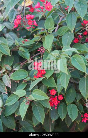 Lebendige Jatropha integerrima-Blüten mit hellroten Blüten zwischen grünen Blättern. Stockfoto
