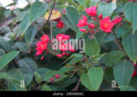 Lebendige Jatropha integerrima-Blüten mit hellroten Blüten zwischen grünen Blättern. Stockfoto