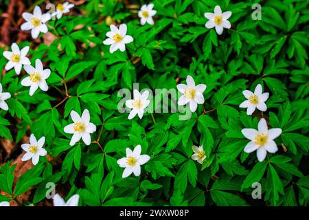 Anemone weiße Waldblumen mit grünen Blättern Stockfoto