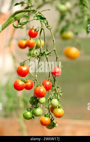 Kirschtomaten hängen am Zweig im Garten. Rote und grüne Kirschtomaten auf der Rebe. Gartenkonzept, selektiver Fokus. Stockfoto