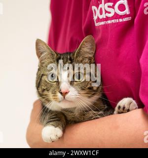 Undatiertes Handout Foto von der PDSA des neunmonatigen Kätzchens Lewi, das vergiftet wurde und nach einer Begegnung mit einem Blumenstrauß mit Lilien zur Notfallbehandlung überstürzt wurde. Eine Reihe verschiedener Arten von Lilien sind gefährlich für Katzen, selbst in geringen Mengen, einschließlich der Asiatischen Lilie, der Tigerlilie und der Sternenlilie. Ausgabedatum: Dienstag, 2. April 2024. Stockfoto