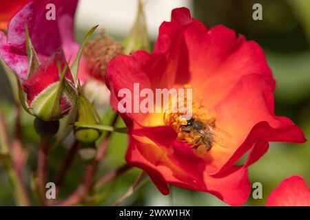 Eine Honigbiene, die auf einer rot-gelben Rose in voller Blüte erntet Stockfoto