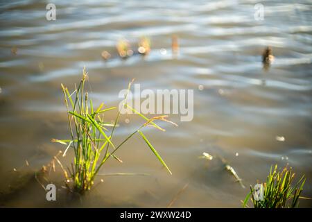 Nahaufnahme von Reispflanzen im Wasser mit Sonnenlicht, das von der Oberfläche reflektiert wird in Sevilla, Spanien. Stockfoto