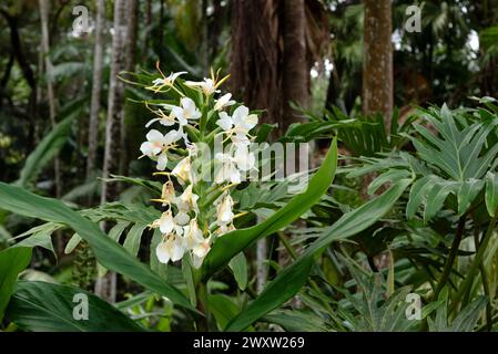 Hedychium coronarium, die weiße Girlande-Lilie oder die weiße Ingwerlilie Stockfoto