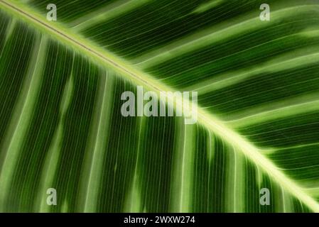 Calathea Zebrina oder Zebrapflanze Stockfoto