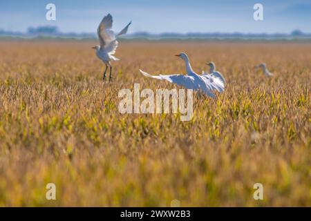 Bubulcus ibis, eine Herde von Rinderreihern, erhebt sich über goldene Reisfelder in Sevilla, Spanien. Stockfoto