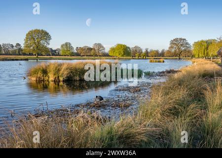 Halbmond und Sonnenschein am frühen Morgen im Bushy Park am 1. April Stockfoto