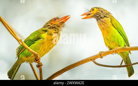 Ein paar braune Barbet auf einem Baum Stockfoto