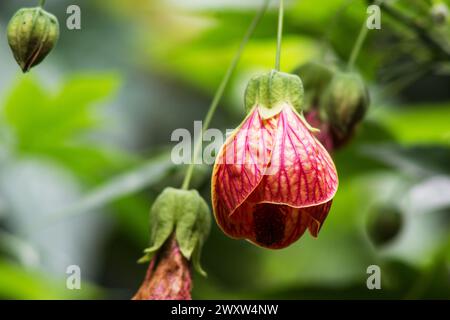 Abutilon Mega Pulse, weinende chinesische Laterne Blume auf natürlichem Hintergrund Stockfoto