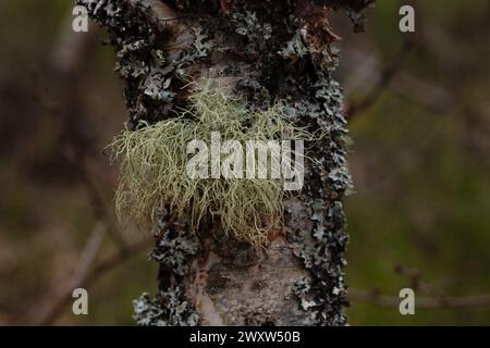 Old man's Bartflechte auf Birkenbaum im Craigellachie NNR, Cairngorms National Park, Schottland, hochauflösendes Foto Usnea und Rentiermoos Stockfoto