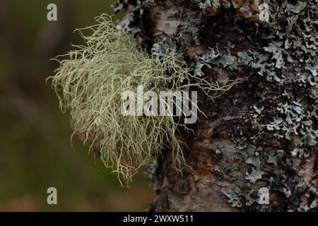 Old man's Bartflechte auf Birkenbaum im Craigellachie NNR, Cairngorms National Park, Schottland, hochauflösendes Foto Usnea und Rentiermoos Stockfoto