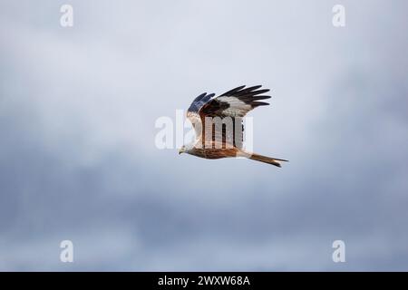 Ein Roter Drache (Milvus milvus) im Flug gegen einen bewölkten Himmel. Stockfoto