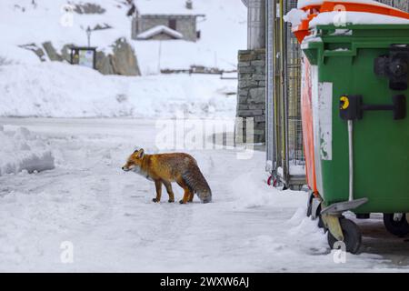 Städtischer Rotfuchs (Vulpes vulpes), der im Winter in den Alpen zwischen Müllcontainern und Häusern im abgelegenen Dorf im Schnee plündert Stockfoto