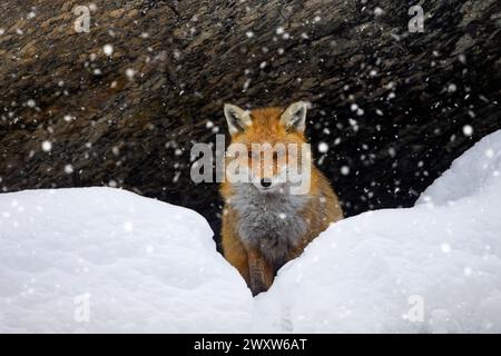 Rotfuchs (Vulpes vulpes), der im Winter bei Schneefall unter der Felswände in den Bergen sitzt Stockfoto